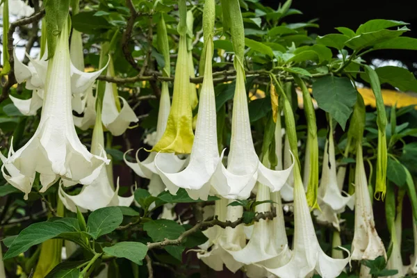 Flores de trompeta de ángel blanco — Foto de Stock