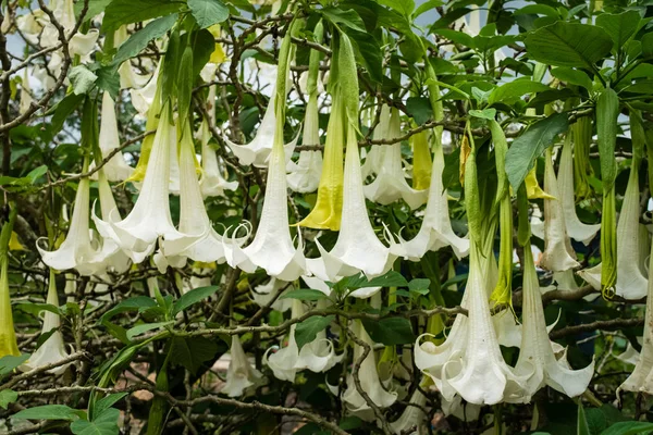 Flores de trompeta de ángel blanco — Foto de Stock