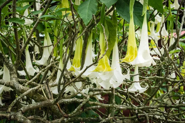 Flores de trompeta de ángel blanco — Foto de Stock