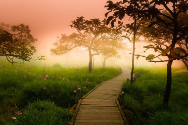 Siam Tulip yürüyüş şekilde