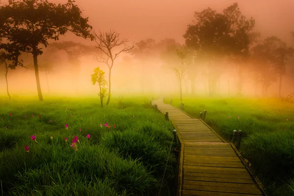 Um Caminho no Sião Tulip — Fotografia de Stock