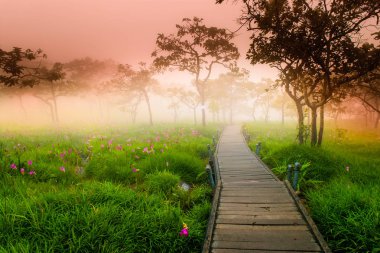 Siam Tulip yürüyüş şekilde