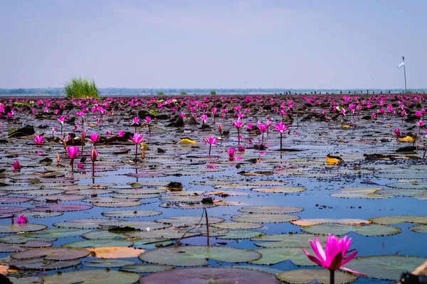 La mer de lotus rouge — Photo