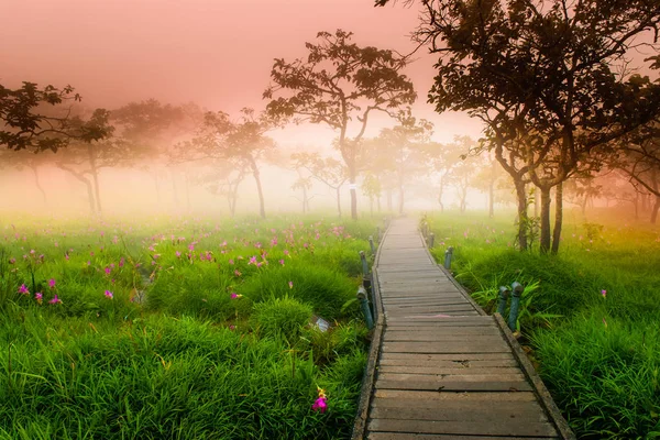 Siam Tulip yürüyüş şekilde