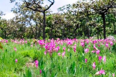 Pembe çiçekler. Siam Lale