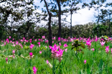 Pembe çiçekler. Siam Lale