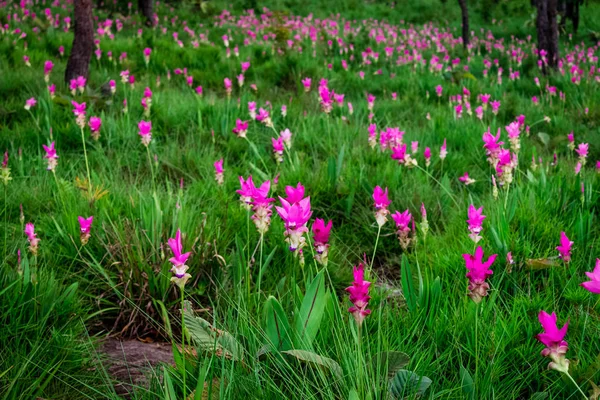 Pink flowers.Siam Tulip