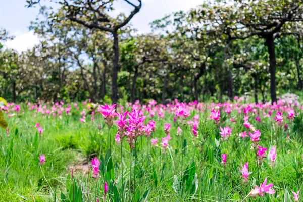 Pembe çiçekler. Siam Lale