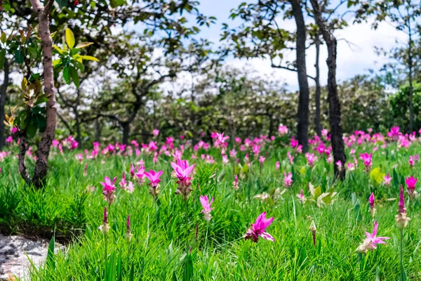 Pembe çiçekler. Siam Lale