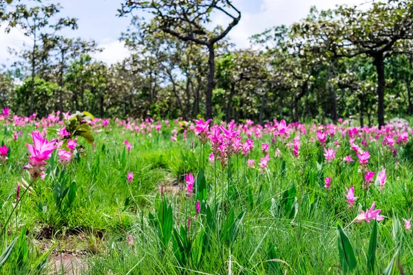 Pink flowers.Siam Tulip — Stock Photo, Image