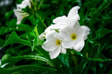 Plumeria pudica Jacq