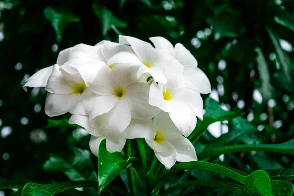 Plumeria pudica Jacq —  Fotos de Stock