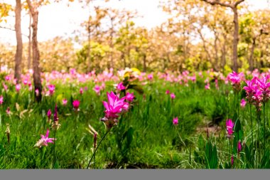 Pembe çiçekler. Siam Lale