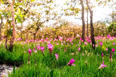 Pembe çiçekler. Siam Lale