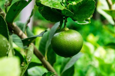 taze limon ağacı üzerinde