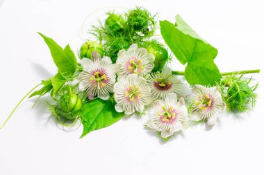 Beyaz fetid çarkıfelek