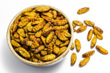 Kızarmış ipekböceği pupası
