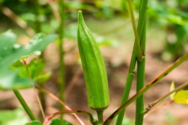 Ağaçta yeşil roselle