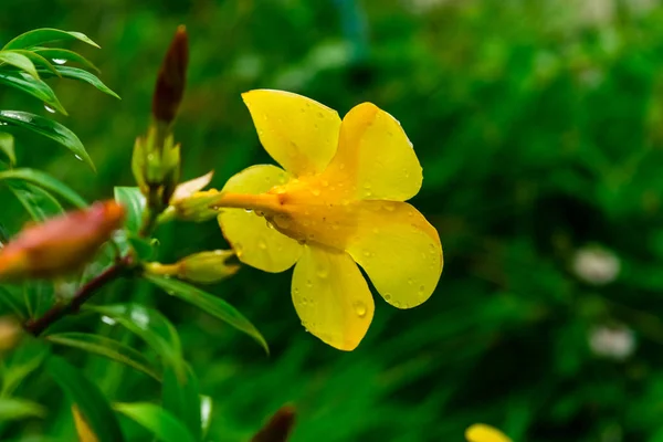 Gelbe Allamanda-Blume — Stockfoto