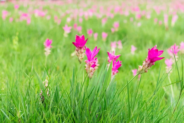 Beautiful Siam Tulip