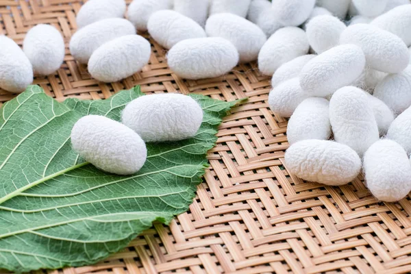 white silk cocoon