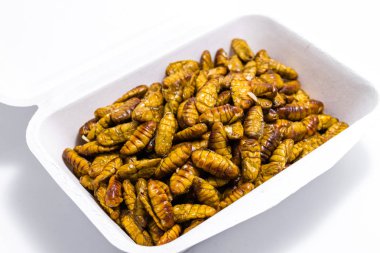 Kızarmış ipekböceği pupası