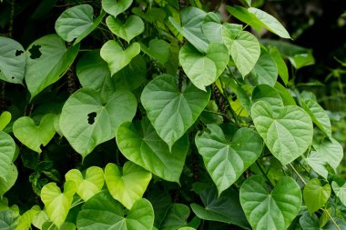 Tinospora cordifolia ağacı