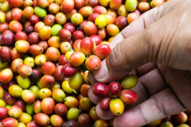 Kızıl kahve çekirdekleri