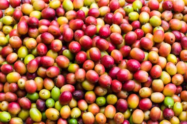 Kızıl kahve çekirdekleri