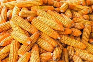 mısır koçantarım