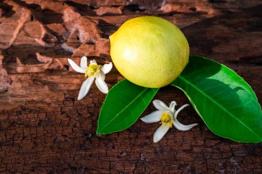 limon yaprak ve çiçekleri ile