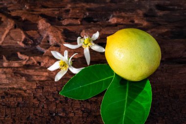limon yaprak ve çiçekleri ile