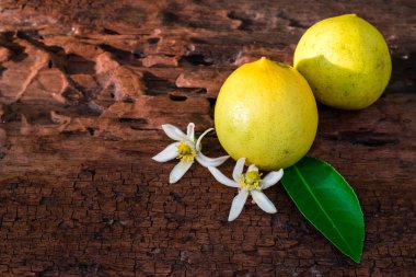 limon yaprak ve çiçekleri ile