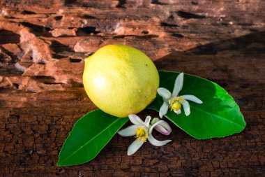 limon yaprak ve çiçekleri ile