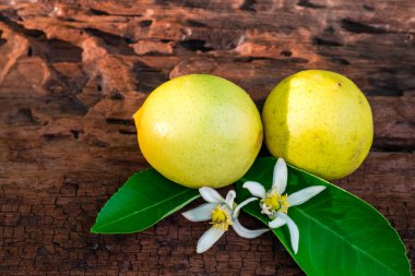 limon yaprak ve çiçekleri ile