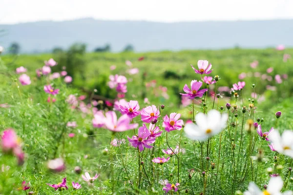 코스모스 꽃 밭 — 스톡 사진