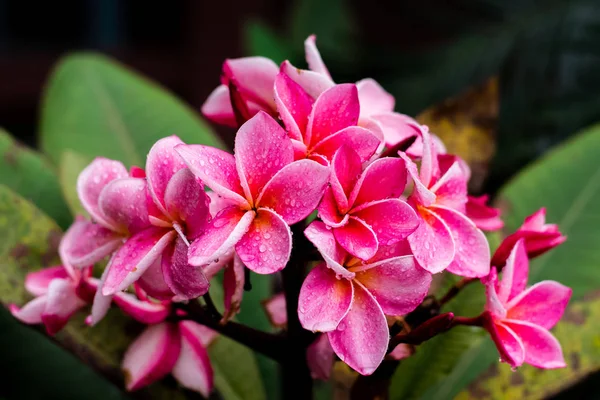 Beautiful plumeria flowers — Stock Photo, Image