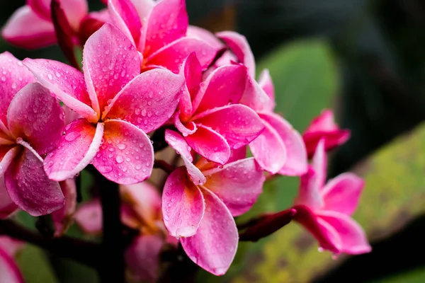Hermosas flores de plomería —  Fotos de Stock