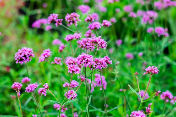 Verbena violeta flores — Foto de Stock