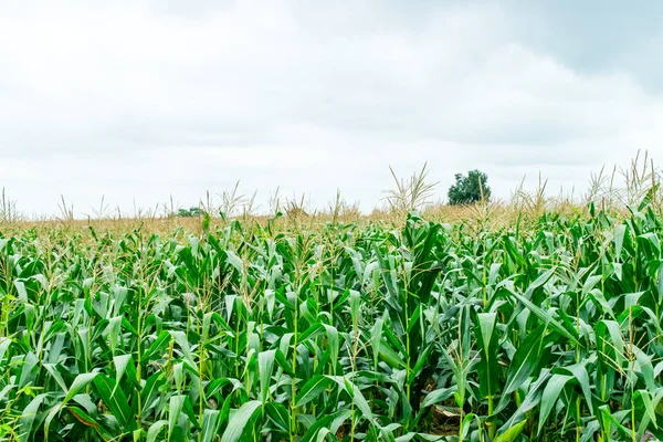 Campo de maíz — Foto de Stock