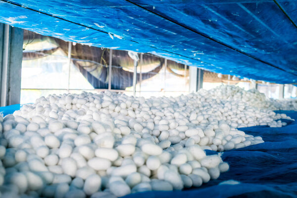 Белый шелковый кокон
