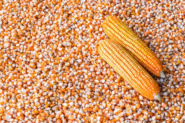 Corn cob and corn seeds