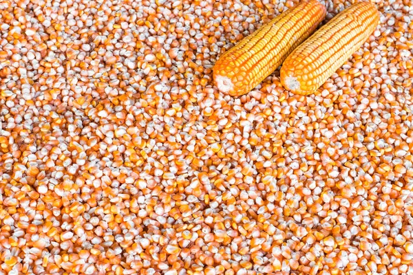 Corn seeds Images - Search Images on Everypixel