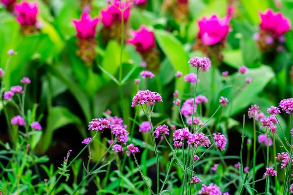 Verbena violeta flores — Foto de Stock