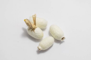 Üzerinde ipek koza ipek güve