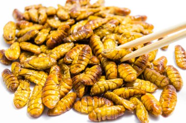 Kızarmış ipekböceği pupası