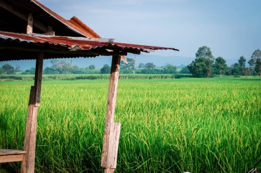Paddy alan küçük yazlık