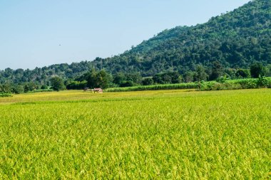 pirinç alan yeşil