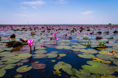 Beautifui kırmızı lotus