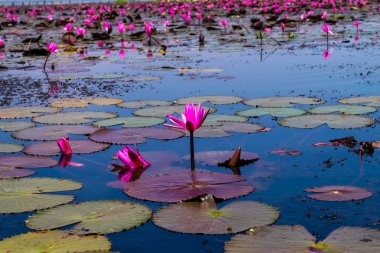 Beautifui kırmızı lotus